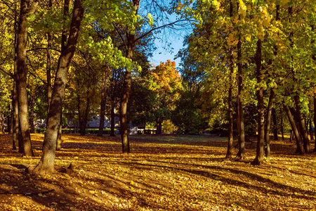 秋天公园, 五颜六色的树木, 覆盖着落叶, 拍摄在晴朗的一天, 10月初