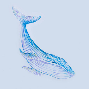 素描一只玫瑰花一只蓝鲸在白色背景上的素描照片