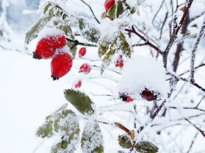 圣诞冬冻山楂浆果及雪枝