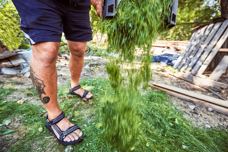 在夏天用割草机修剪草坪和从沙坑里卸草