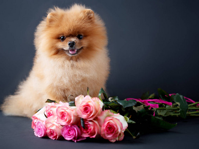 泰迪狗图片价钱博美的狗, 深色背景的紫色玫瑰.小狗的画像在低的关键.