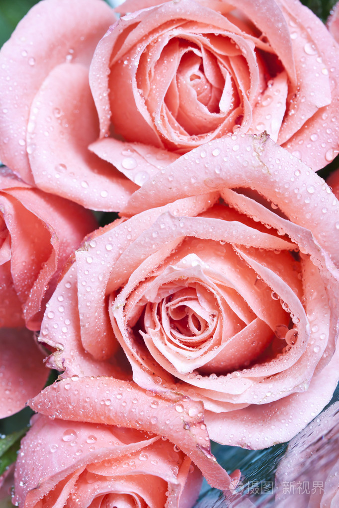 关门上覆盖着露水的粉红玫瑰