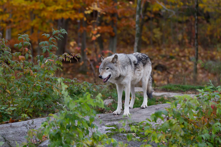加拿大秋季在森林中站立和狩猎的孤木狼或灰狼 大犬狼疮