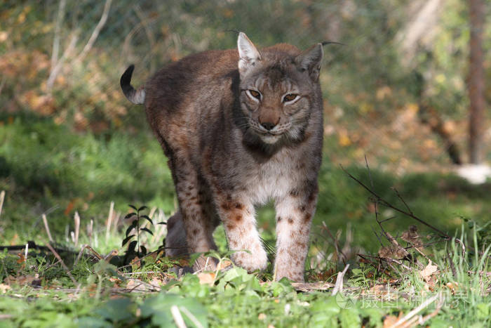 平民动物保护中的山猫