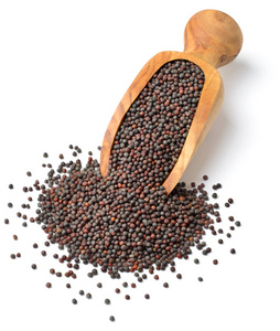 油菜种子在白色背景查出的干油菜籽种子照片