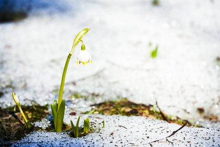 春天雪花在雪中