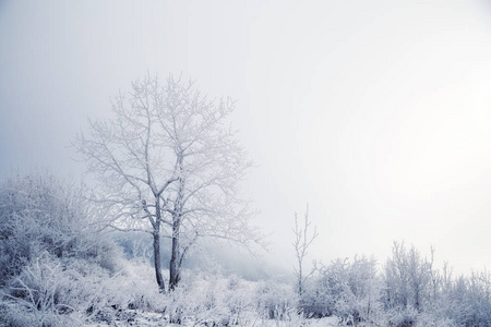 冬霜中的美丽树