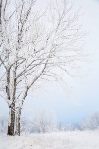 冬霜中的美丽树