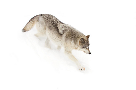 笼子里的孤狼一只孤狼站在加拿大的冬雪中在加拿大的冬季雪中, 一只孤