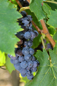 一堆基安蒂 托斯卡纳 意大利的葡萄