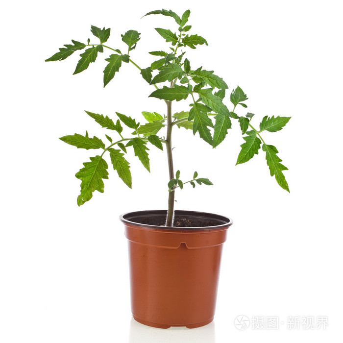 新鲜年轻番茄植株