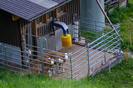 在瑞士农场准备洗碗的奶牛