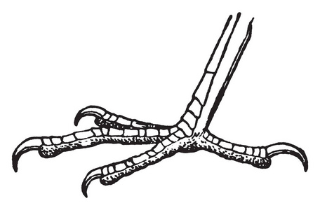 这张图片代表母鸡的脚, 复古线条画或雕刻插图