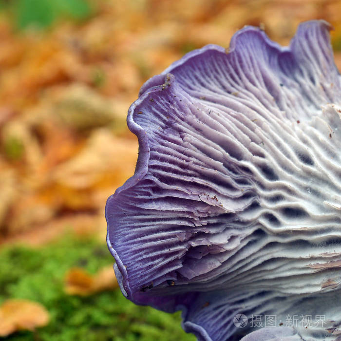 大杯伞光壳蘑菇