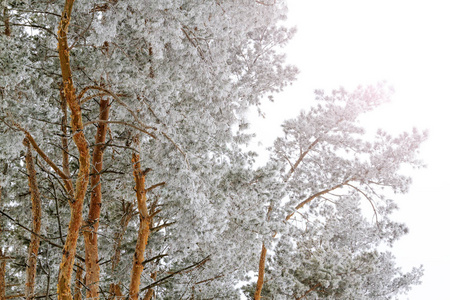 松树林覆盖着晨霜与阳光明媚的热点