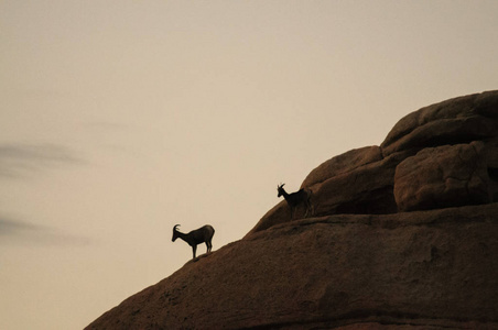 在黎明沙漠大角羊站在一块岩石上