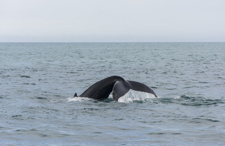 驼背鲸潜水。megaptera novaeangliae
