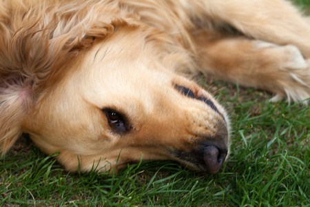 美丽的金毛猎犬的肖像图片