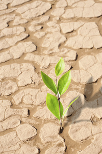 植物生长在干燥开裂沙漠