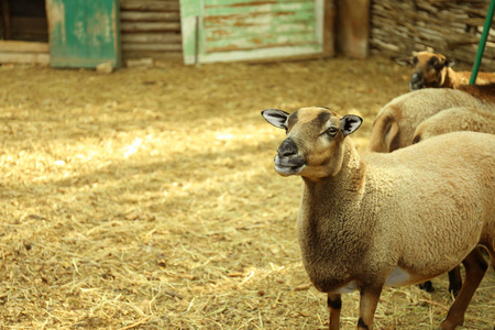 可爱的绵羊农场图片