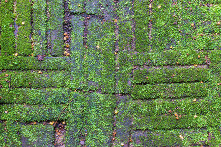 抽象的绿色 mos 和块背景