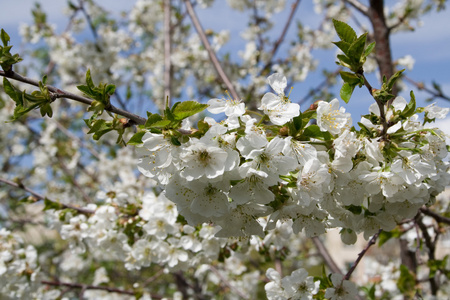 樱花特写