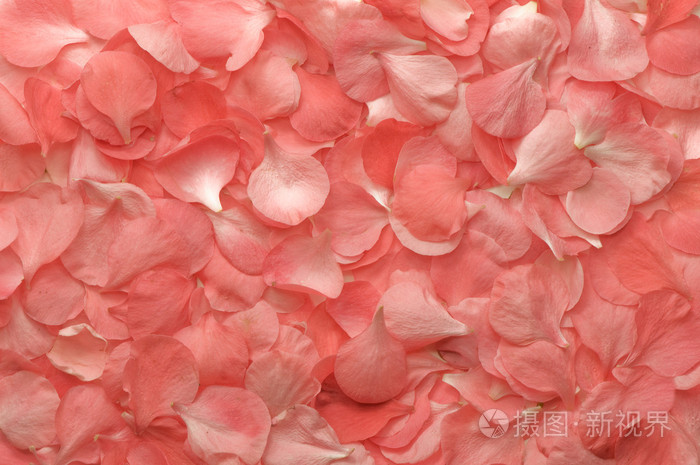 粉色花瓣纹理