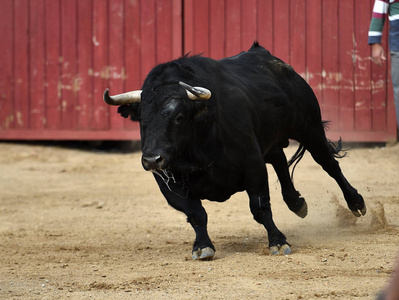 黑色公牛在西班牙与大角