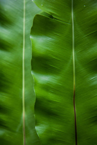 绿色香蕉叶的特写镜头作为背景