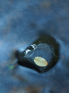 多彩白杨，枫叶叶片上大砂岩巨石流中。第一次秋季颜色，蓝色模糊波