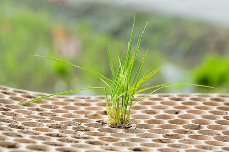 水稻幼苗图片-水稻幼苗素材-水稻幼苗插画-摄图新视界