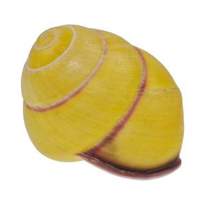 白色背景下的黄海贝壳