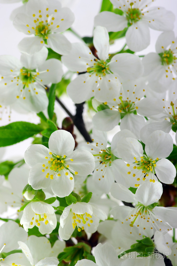 樱桃花真实图片图片