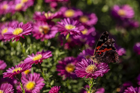 荷兰雏菊和蝴蝶