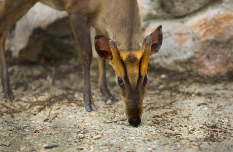 dikdik 肖像