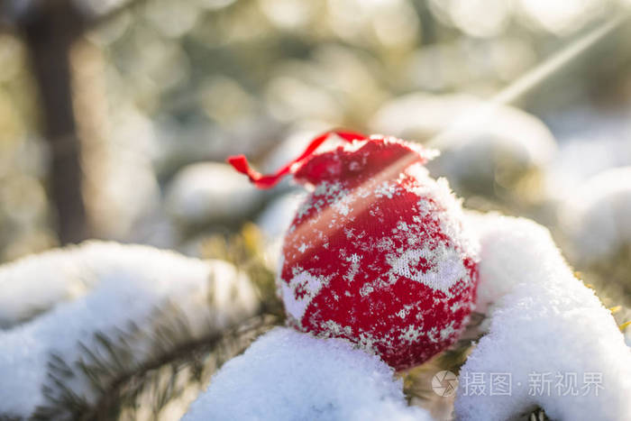 在冰雪覆盖的树枝上的红色圣诞球。圣诞树背景