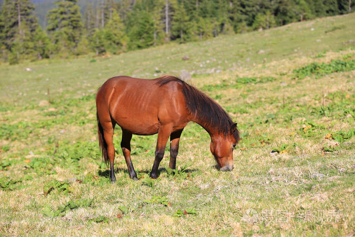 绿绿的草地上的马