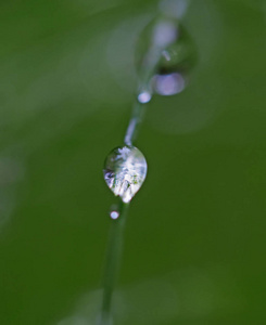 在森林的草地上掉落