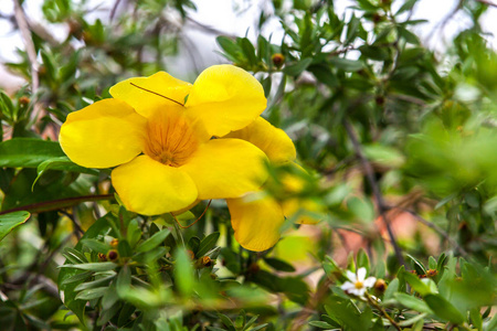 黄色的花，对自然背景