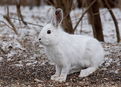 雪野兔 兔木犀 坐在雪在冬天在加拿大