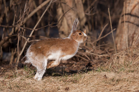 雪野兔 兔木犀 与棕色外套跳跃通过草甸在春天在加拿大