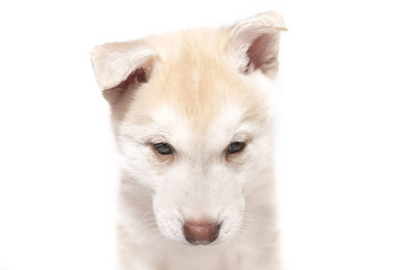 一个沙哑的小狗挂在白色背景的耳朵