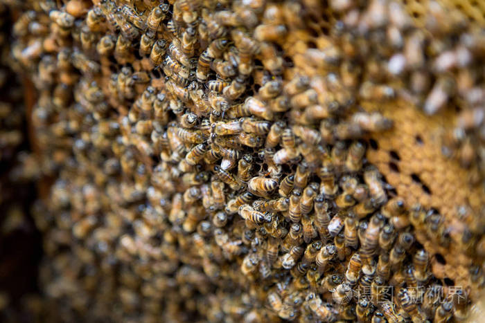 上一个蜂巢，蜂巢内的蜜蜂