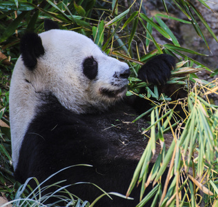 熊猫喜欢吃竹