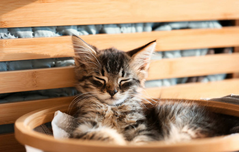可爱的小猫在篮子与肮脏的亚麻