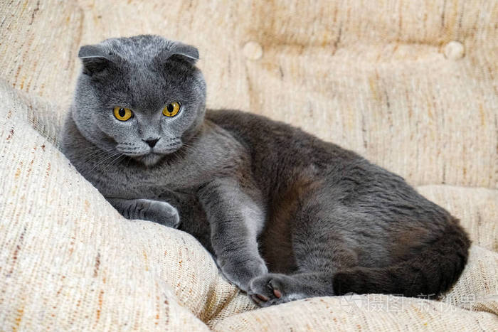 苏格兰折耳猫猫的肖像