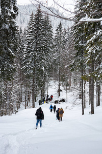 组的冬季森林雪路上跋涉