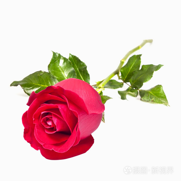 白色背景的美丽红玫瑰