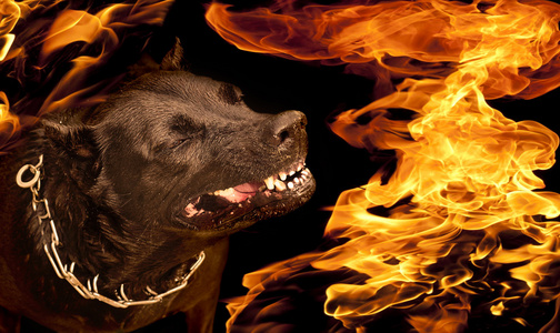 狗与邪恶咧嘴的咆哮声在火焰的肖像照片