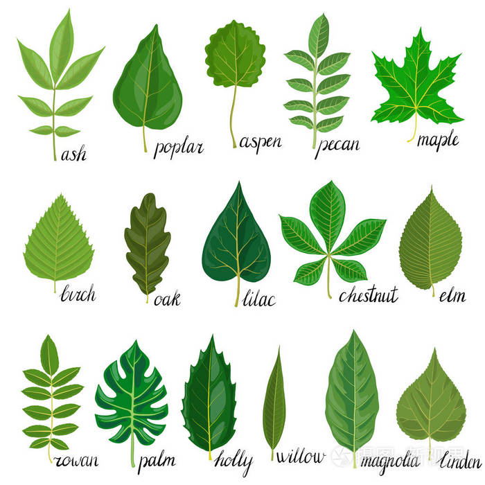 向量集的树叶插画-正版商用图片06ip91-摄图新视界